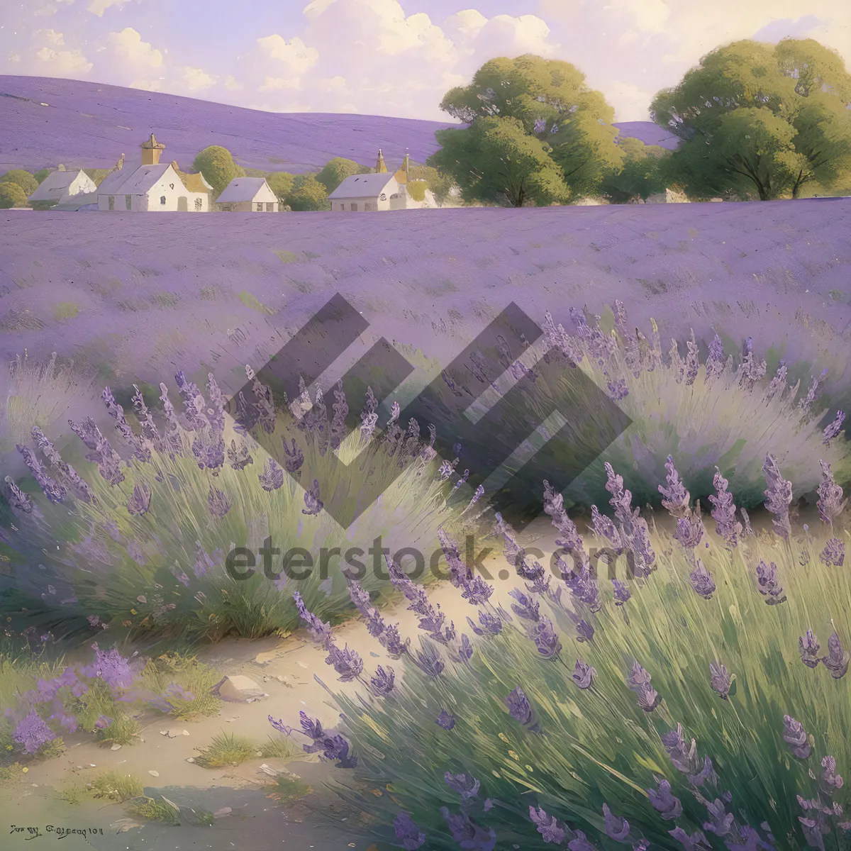 Picture of Vibrant Lavender Blooming in Picturesque Countryside Field