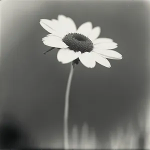 Bright Yellow Daisy Blossom in Meadow