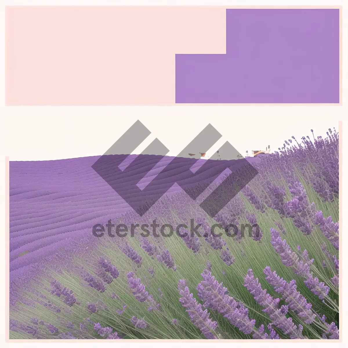 Picture of Colorful Lilac Flowers in Purple Lavender Field