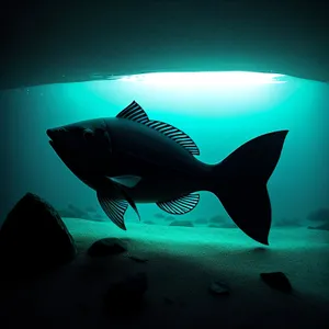 Marine Shark Swimming in Underwater Coral Reef