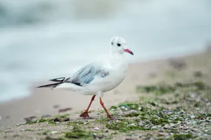 Coastal Seagull Soaring Above the Sea Waters