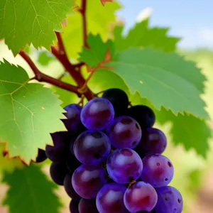 Seasonal Harvest: Purple Grape Cluster in Vineyard