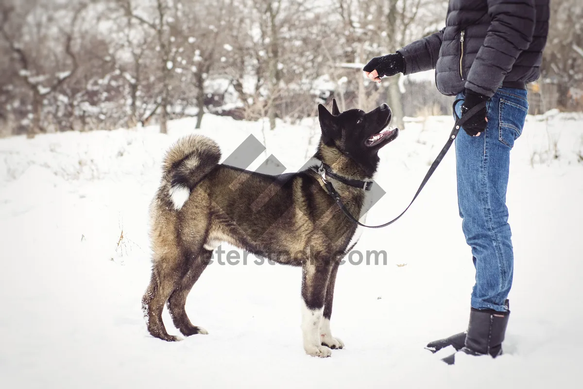 Picture of Cute domestic dog in snowy winter landscape