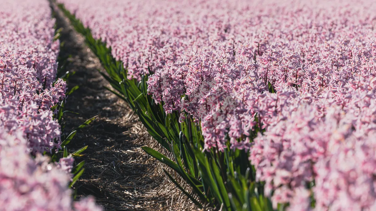 Picture of Blooming pink lilac flowers in summer garden