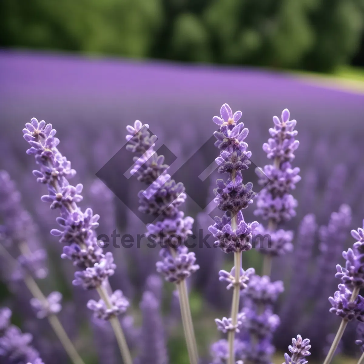 Picture of Serene Blooms: Lavender Fields in Full Bloom