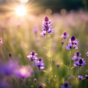 Blooming lavender herb garden in the countryside