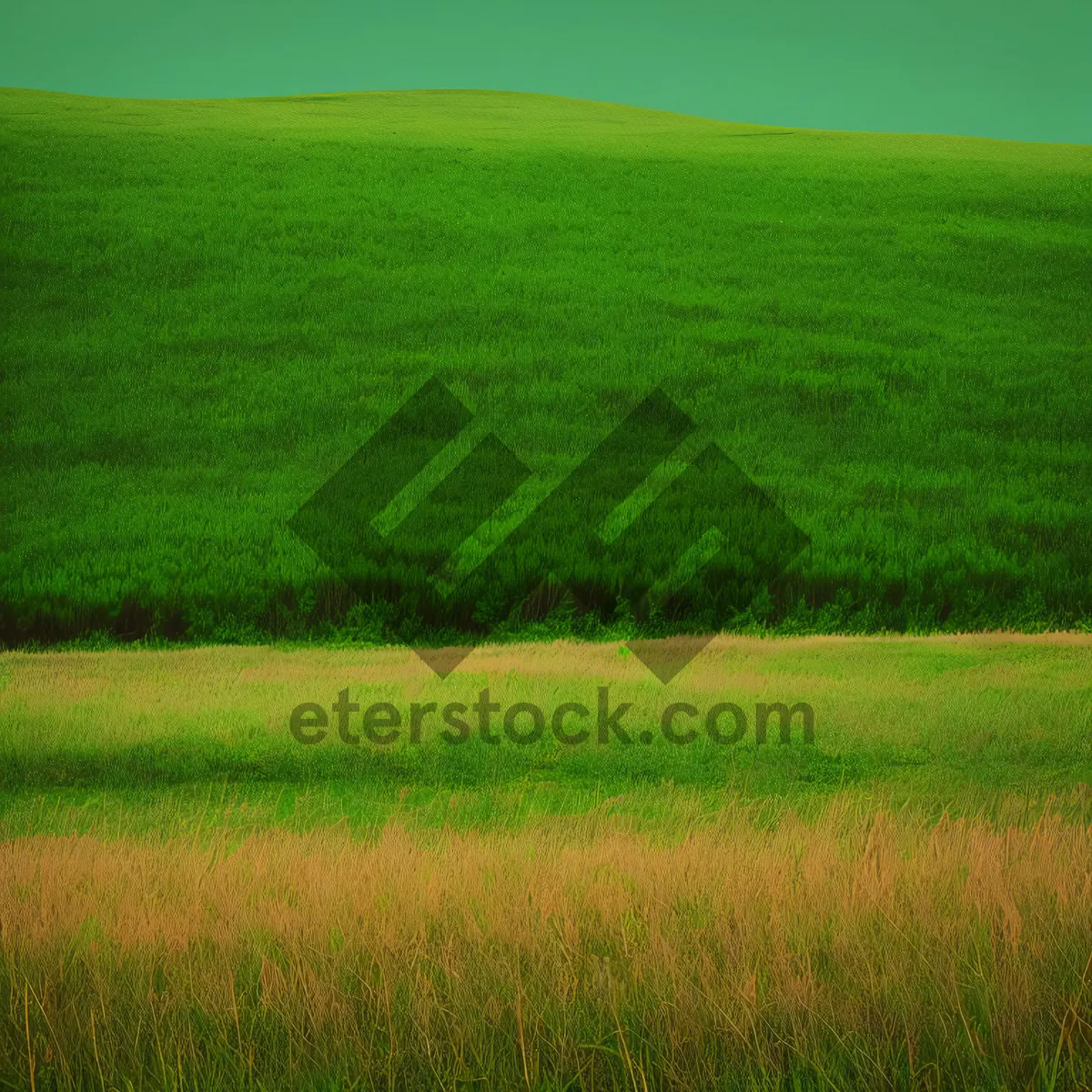 Picture of Golden rice fields under a sunny sky