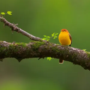 Vibrant Goldfinch Perching on Branch