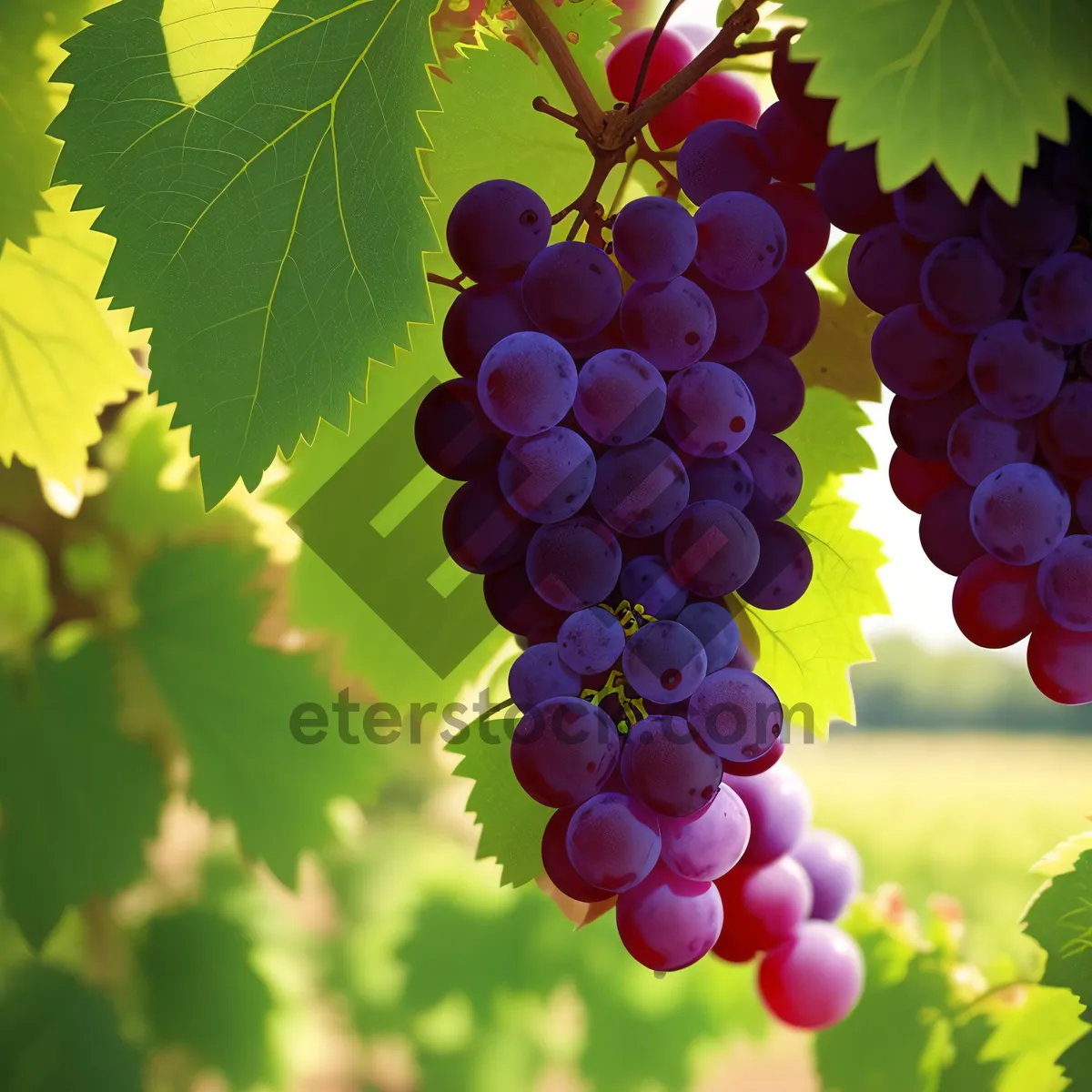 Picture of Sweet and Juicy Purple Grape Cluster Harvest