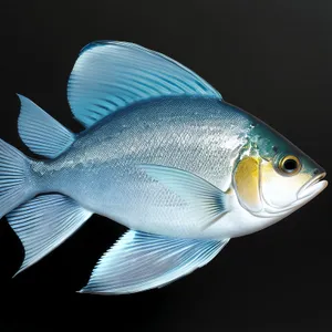 Colorful Snapper Fish in Underwater Aquarium