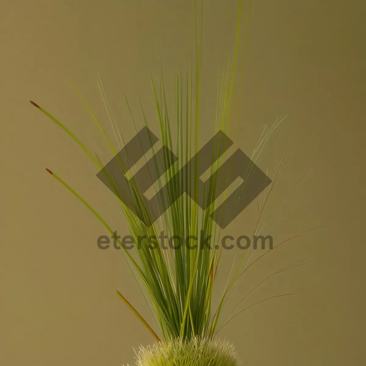 Picture of Sunlit Wheat Field in Summer Harvest