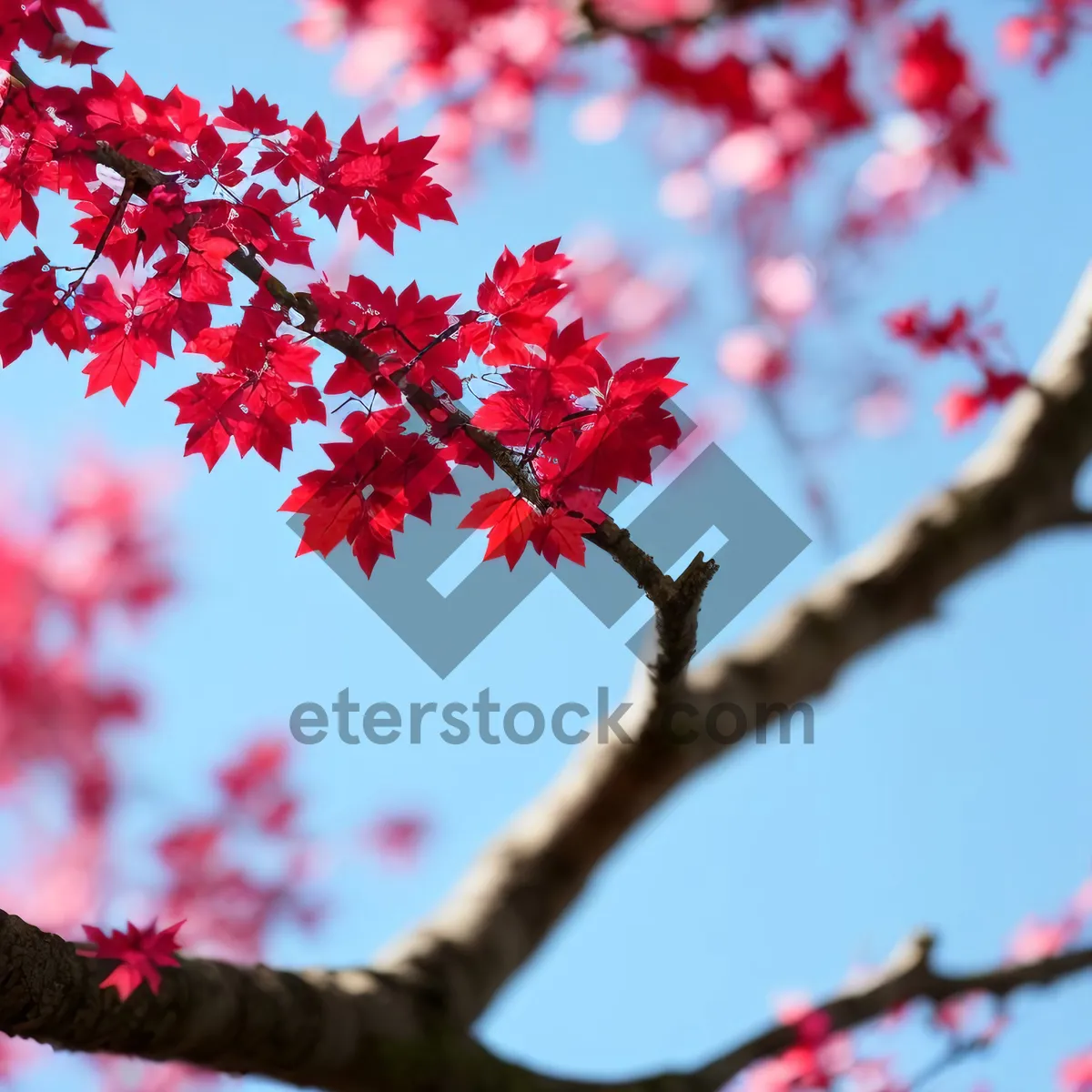 Picture of Vibrant Maple Blossom in Autumn Forest