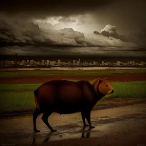 Rural Livestock Grazing in Green Meadow