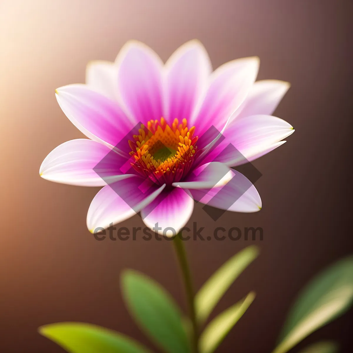 Picture of Vibrant Pink Lotus Blossom in Full Bloom