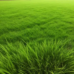 Bountiful Harvest: A Flourishing Wheat Field