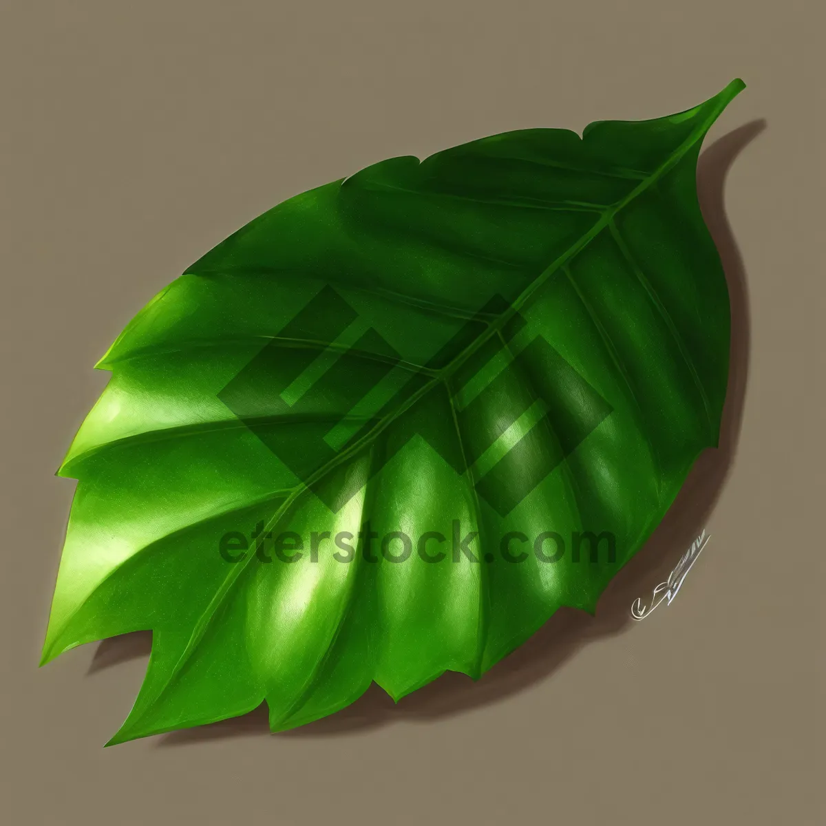 Picture of Fresh Banana Leaf - Herbal Flora and Produce