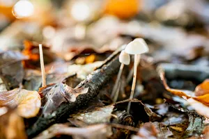 Mushroom Medley: A Variety of Fresh Vegetables