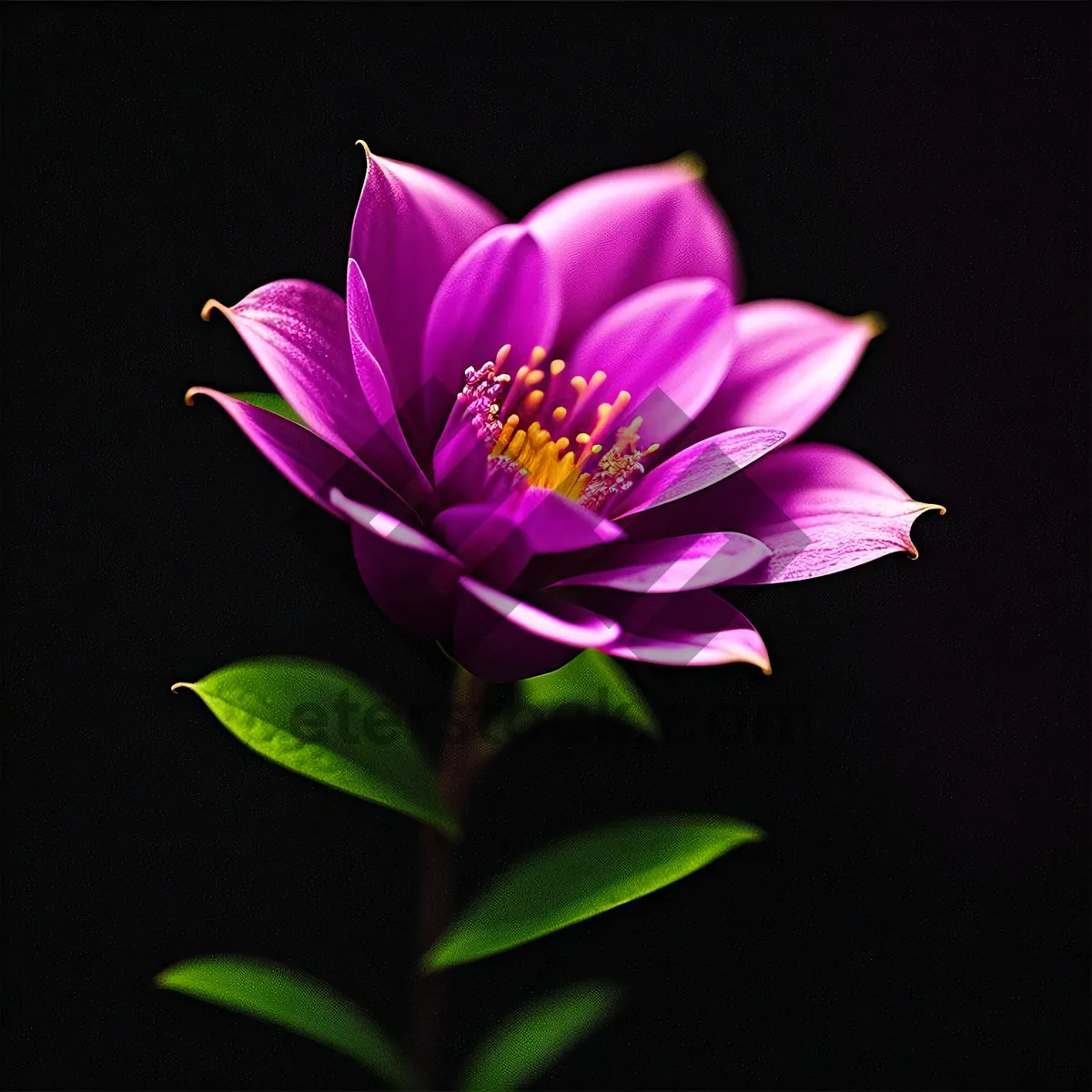 Picture of Pink Lotus Blossom in Botanical Garden