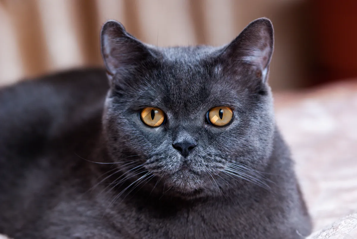 Picture of Curious Gray Tabby Kitten with Big Eyes