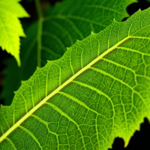 Bright Linden Leaf Closeup - Organic Garden Flora