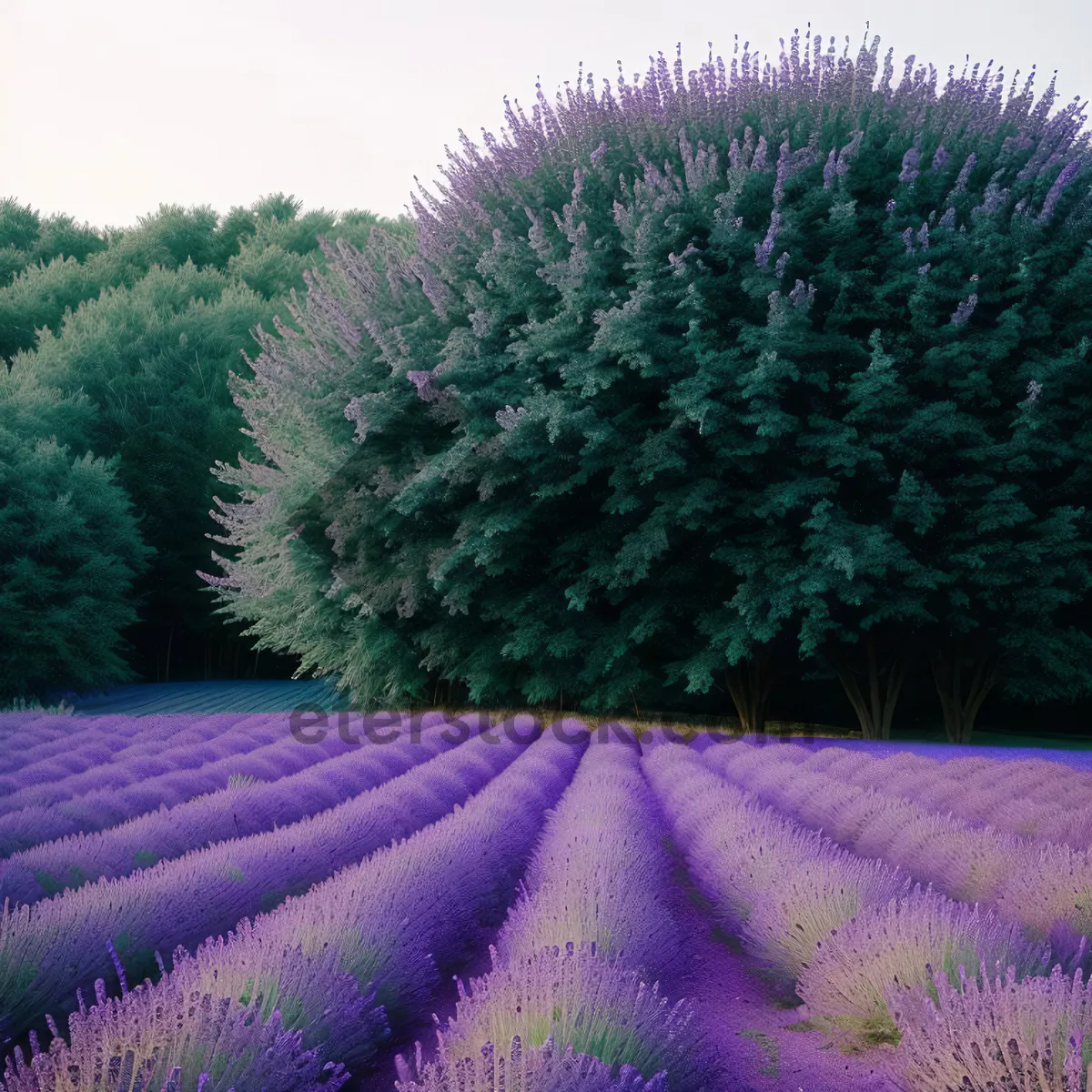 Picture of Colorful Echinoderm Sea Urchin Among Lavender Flowers