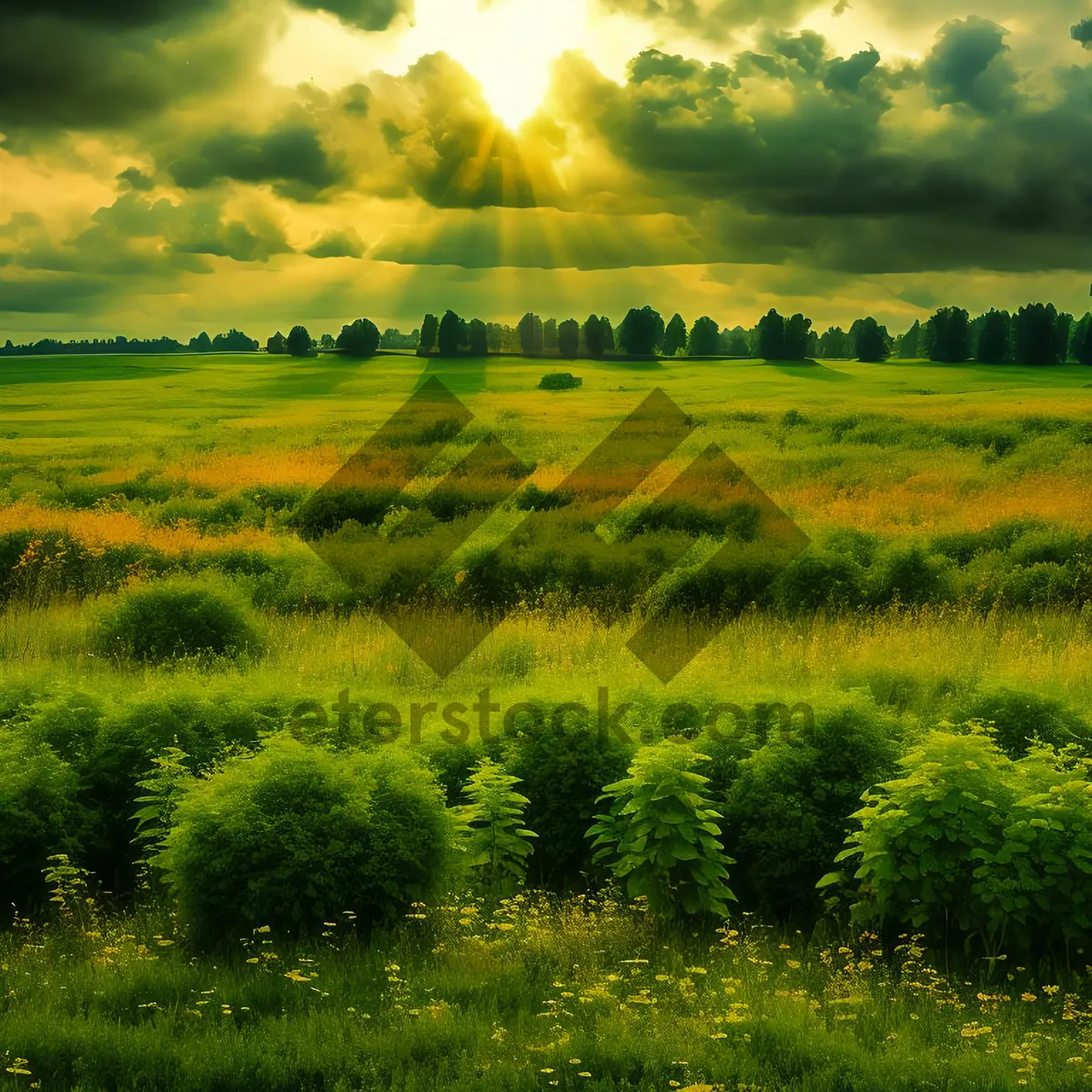 Picture of Golden Fields Under Sunny Autumn Skies