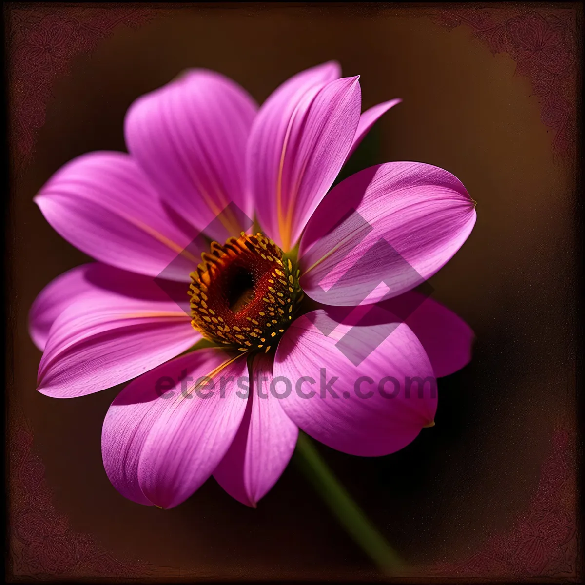 Picture of Pink Daisy Blossom