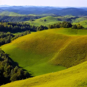 Serene Summer Landscape with Sunny Rapeseed Meadow