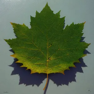 Vibrant Autumn Maple Leaf