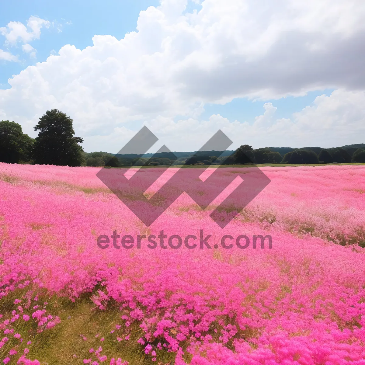 Picture of Colorful Phlox Field Blooming Under Summer Sky