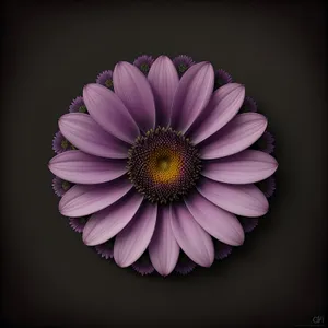 Bright Pink Daisy Blossom in Full Bloom