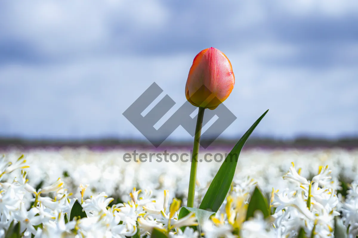 Picture of Colorful Tulip Blossoms in Vibrant Spring Garden