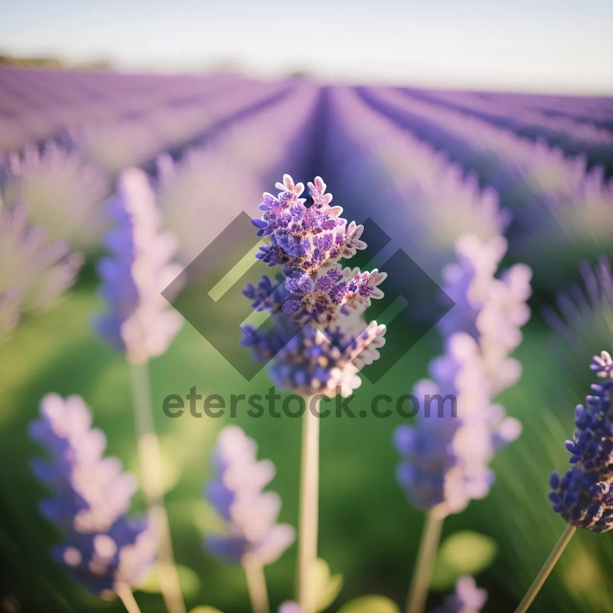 Picture of Vibrant Lavender Blossoms in Rural Meadow
