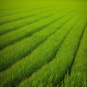 Luscious Green Meadow in Full Bloom