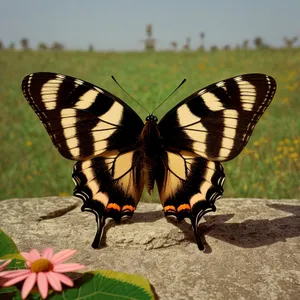 Colorful Butterfly on Woody Plant