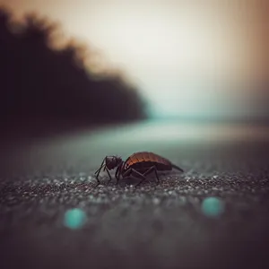 Close-up of Arachnid Tick on Animal