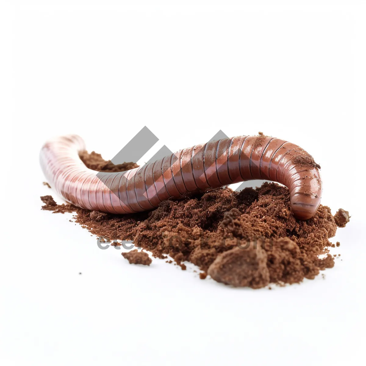 Picture of Arthropod Centipede vs. Millipede Showdown