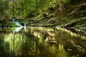 Tranquil lake and forest reflection in summer landscape.