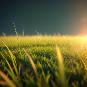 Golden Wheat Field under Clear Blue Sky