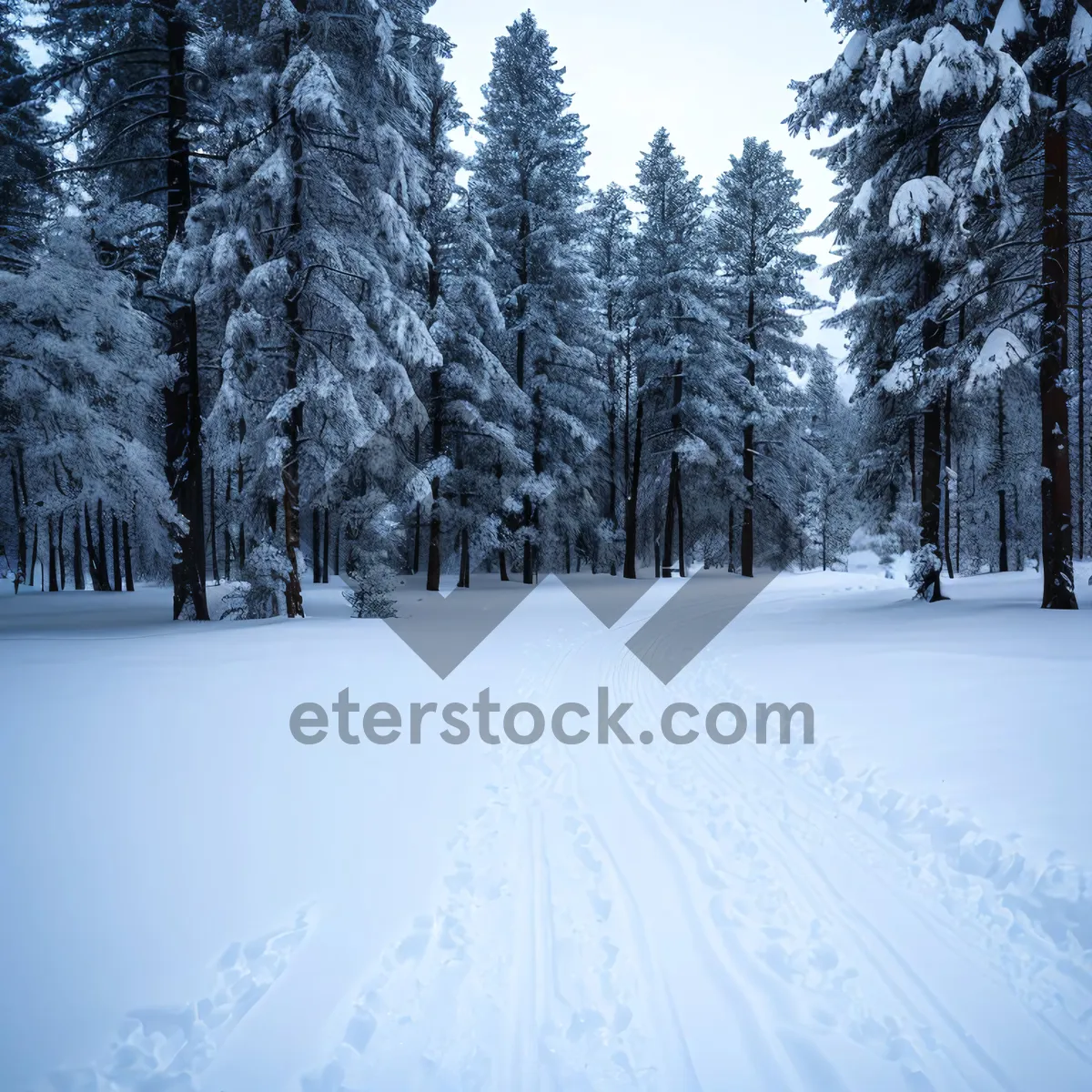 Picture of Winter Wonderland: Majestic Ski Slope through Frosty Forest