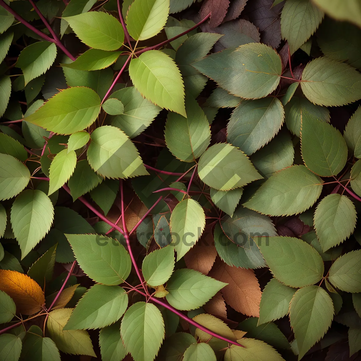 Picture of Summer Foliage in a Flourishing Fig Tree