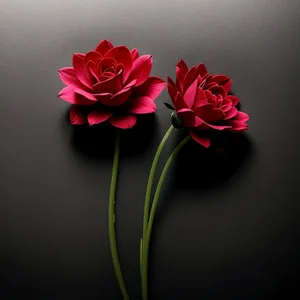 Romantic Pink Rose Blossom
