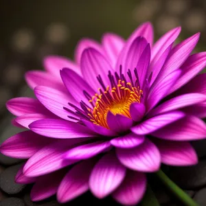 Blooming Pink Daisy Petals in Spring Garden