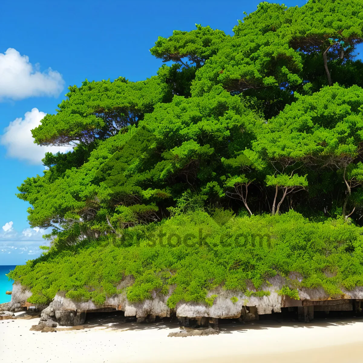 Picture of Serene Forest: Majestic Trees on a Sunny Day