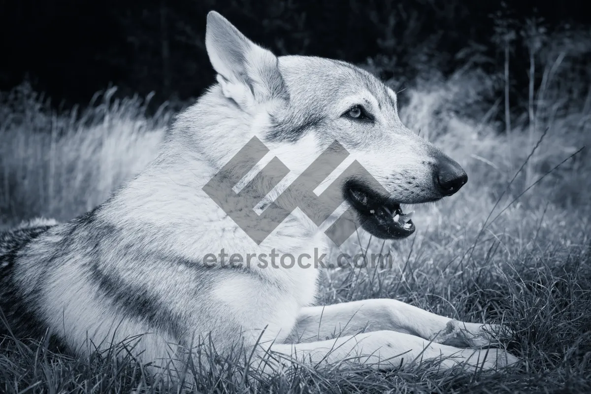 Picture of White Malamute Dog with Piercing Eyes and Fluffy Fur