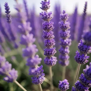 Lavender Field in Blossom: Fragrant Rural Aromatherapy