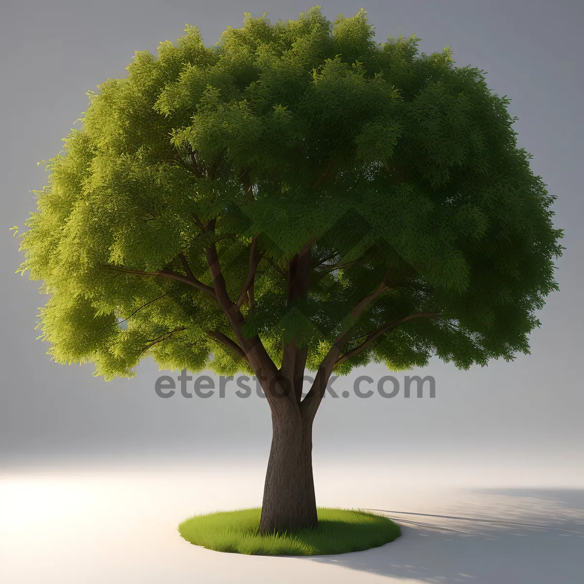 Picture of Serene Bonsai Under Summer Sky