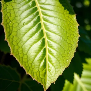 Vibrant Summer Foliage in a Lush Forest