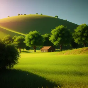 Golden Rapeseed Field Under Sunny Sky