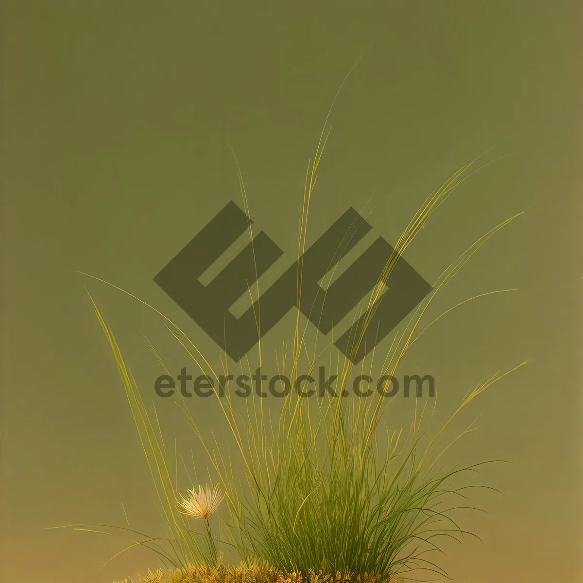 Picture of Vibrant Dandelion Fireworks Glow on Flax Field